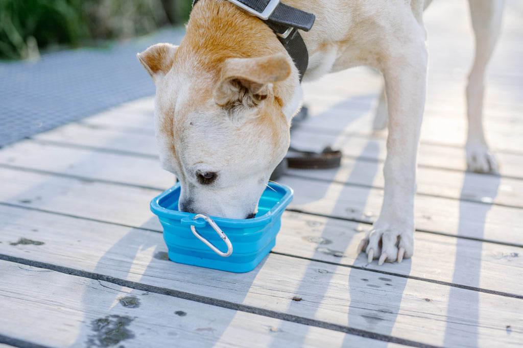 Dog Bowls